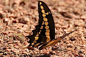 Giant Swallowtail Butterfly